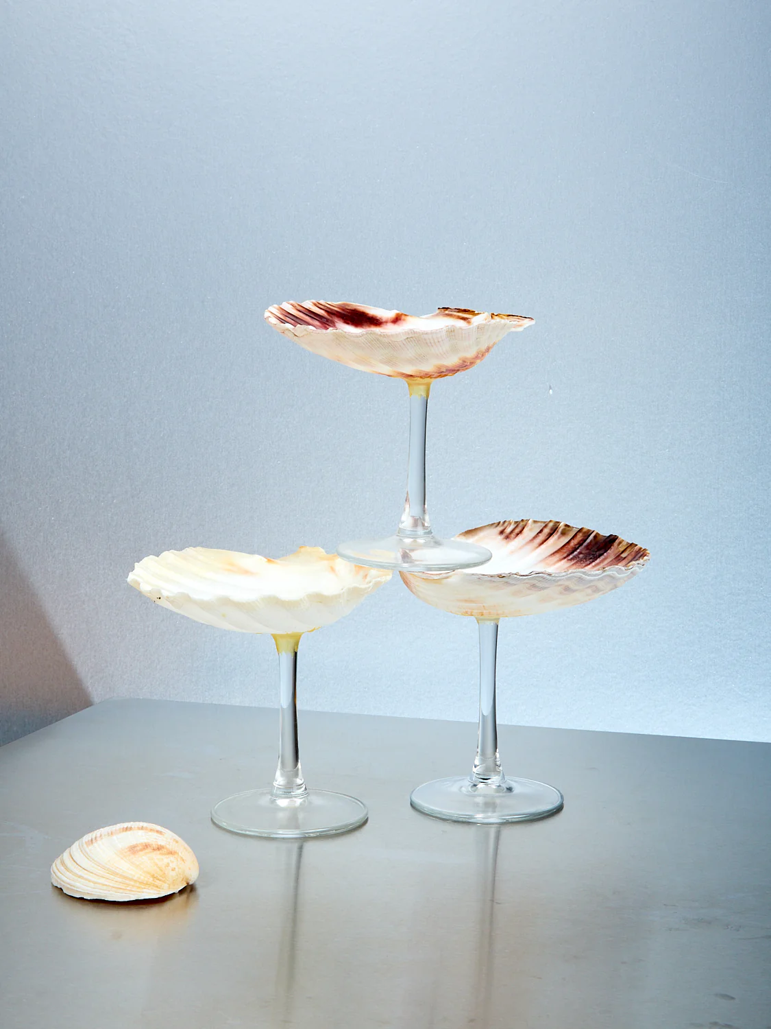 Shell Glass