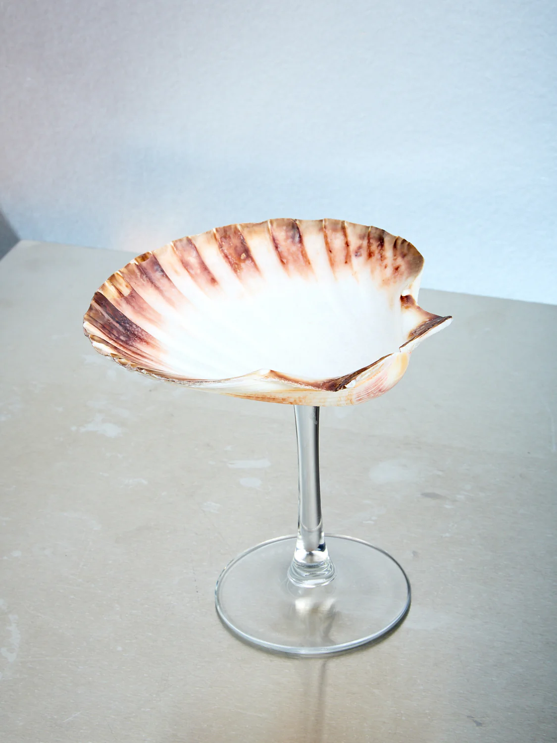 Shell Glass - Image 4