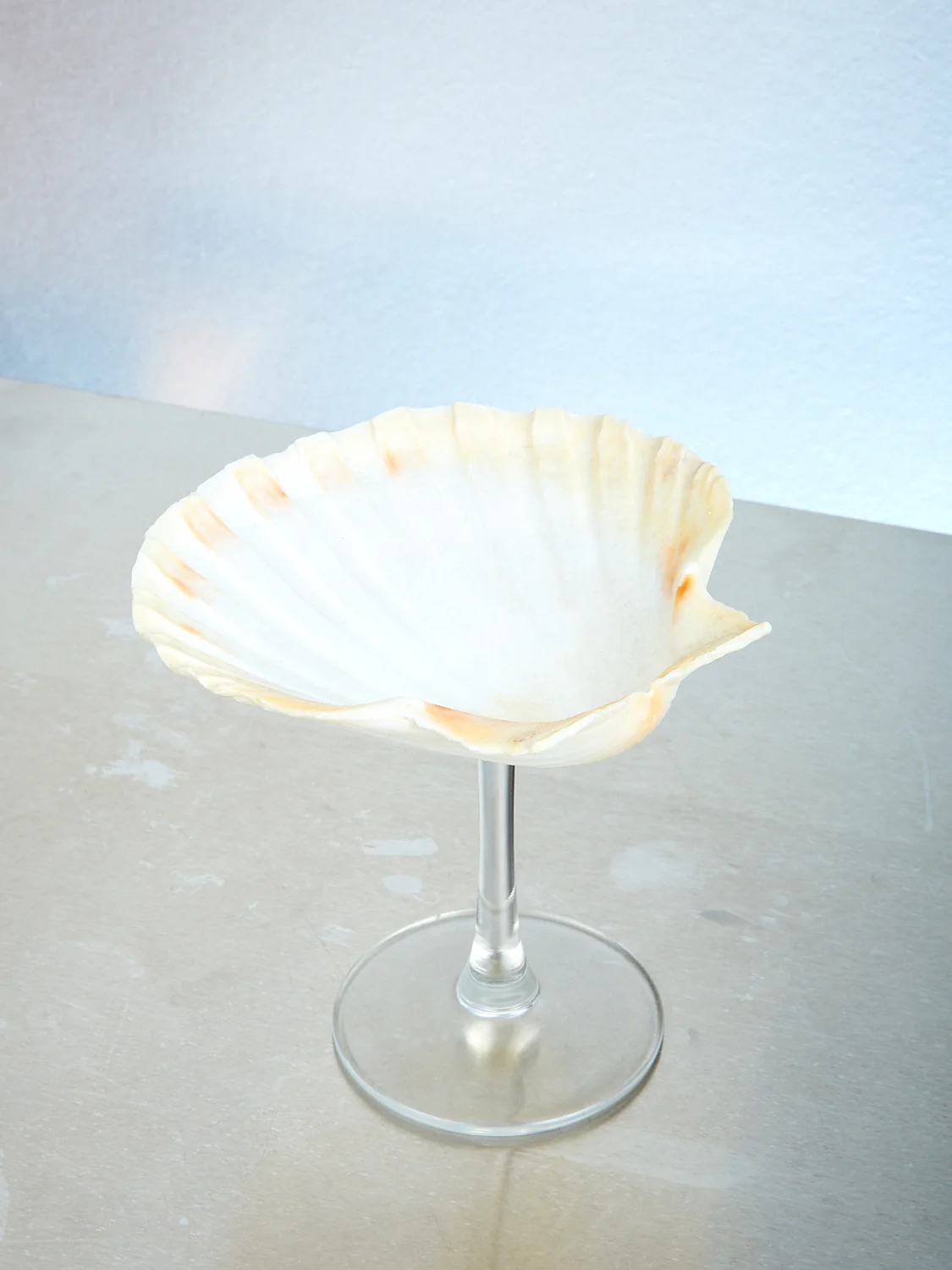 Shell Glass - Image 6